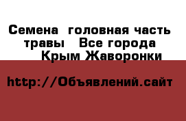 Семена (головная часть))) травы - Все города  »    . Крым,Жаворонки